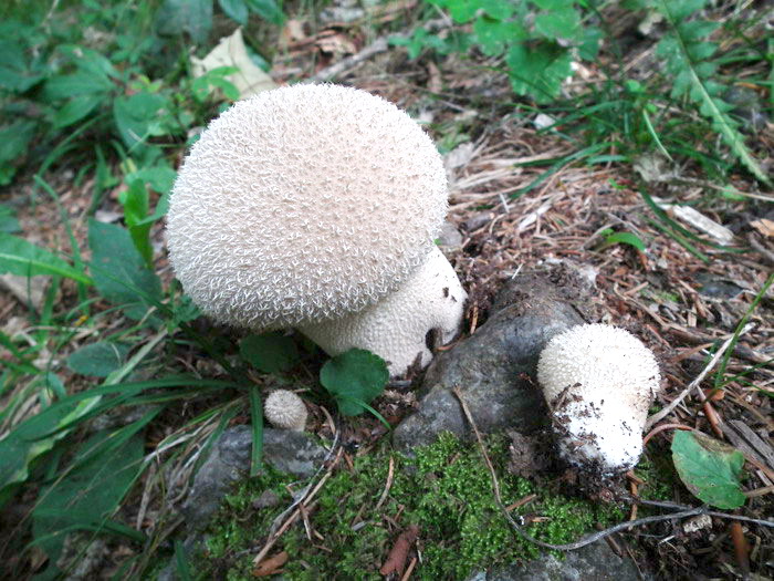 Altri tre ritrovamenti dello scorso anno